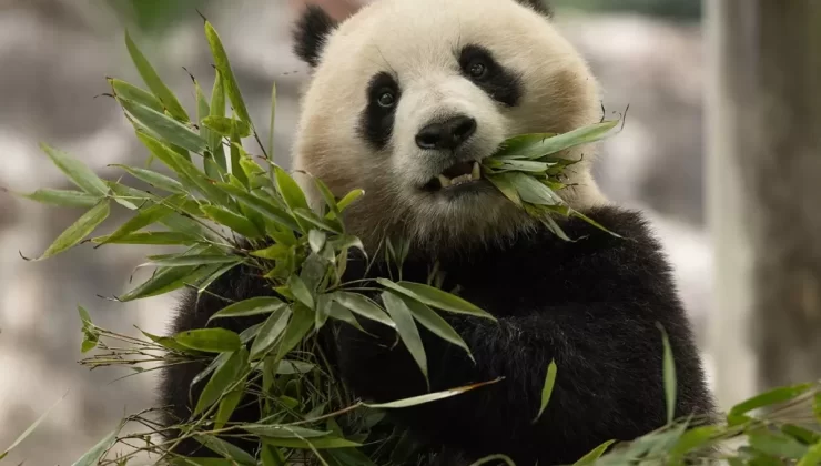 İki Yeni Panda ABD’ye Geliyor