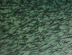 İnci Kefali Bu Yıl Rekor Üretim Yaptı