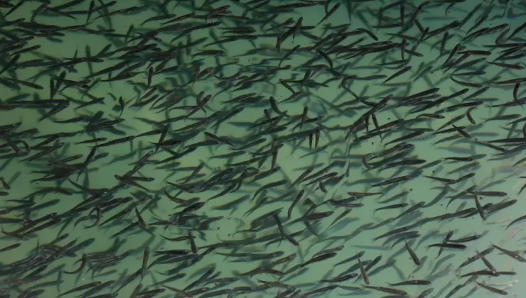 İnci Kefali Bu Yıl Rekor Üretim Yaptı