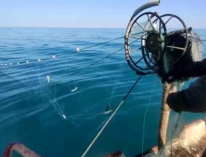 İnci Kefali Popülasyonu Artıyor