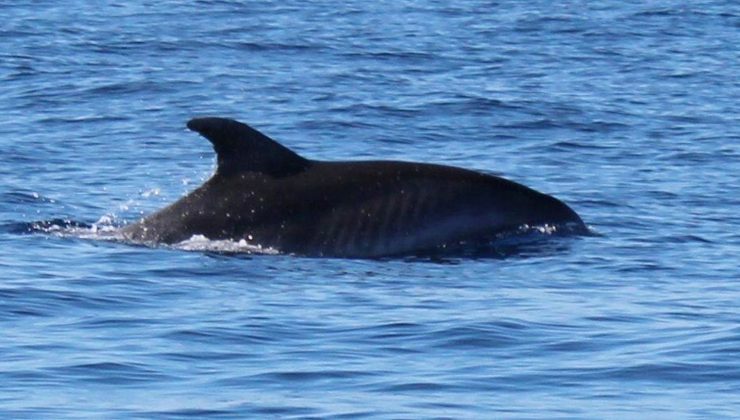 İstanbul Boğazı’nda korkutan tehlike: Aç kaldılar