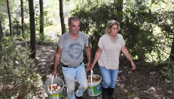 Istranca Ormanları’nda Mantar Bereketi