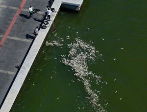 İzmir Körfezi için uygulanacak acil ve kısa vadeli eylem planı hazır