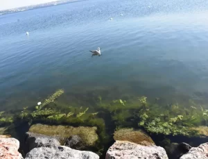 İzmir’de Deniz Yosunları Arttı