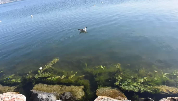 İzmir’de Deniz Yosunları Arttı