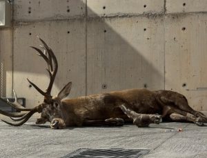 İzmir’de yaralı geyik fabrika bahçesine sığındı