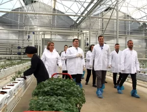 Jeotermal serada yeni sezon fideleri dikildi