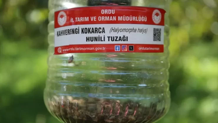 Kahverengi Kokarca ile Mücadele