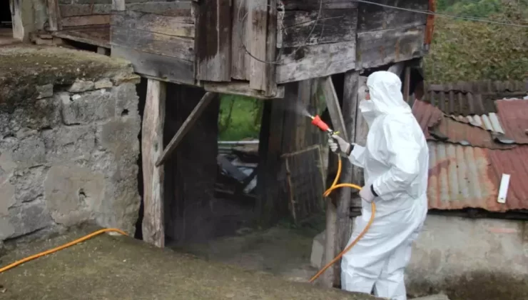 Kahverengi Kokarca İle Mücadele Başladı