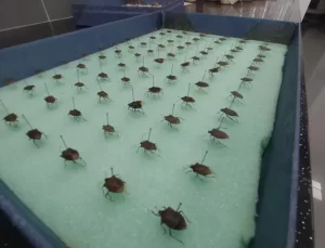 Kahverengi Kokarcanın Fındığa Zararları