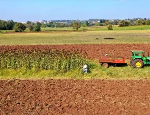 Kandıra’da Geleneksel Pekmez Üretimi Yeniden Canlanıyor