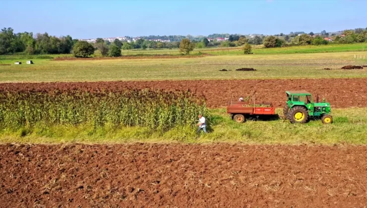 Kandıra’da Geleneksel Pekmez Üretimi Yeniden Canlanıyor