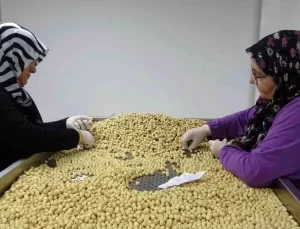 Karadeniz’de Fındık Devrimi