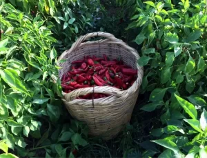 Karaisalı Biberi Resmen Tescillendi