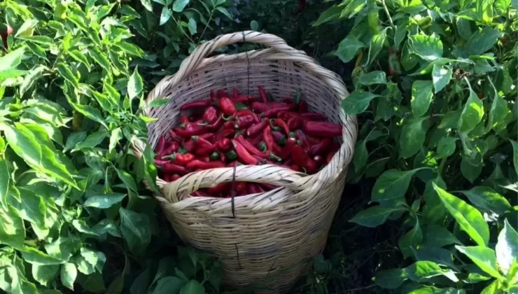 Karaisalı Biberi Resmen Tescillendi