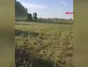 Karakoyunlu’da Ayı Tarıma Zarar Verdi