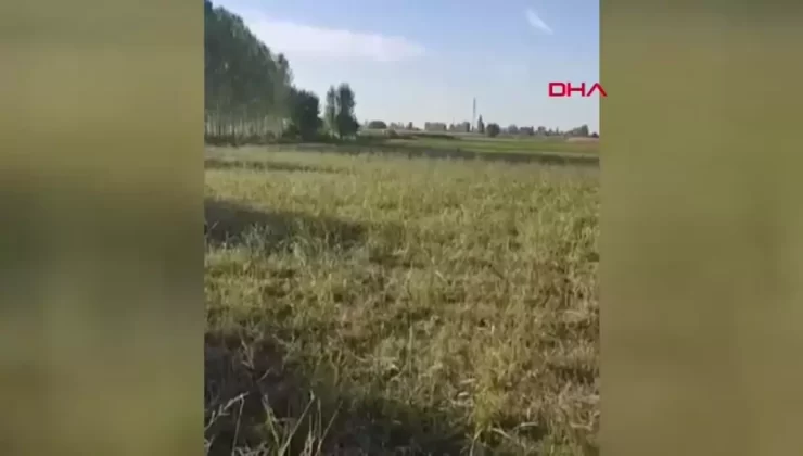 Karakoyunlu’da Ayı Tarıma Zarar Verdi