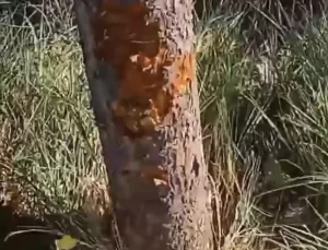 Karakoyunlu’da Ayı Tehdidi