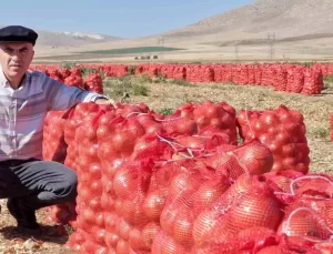 Karaman’da Kuru Soğan Hasadı Mutlu Ediyor