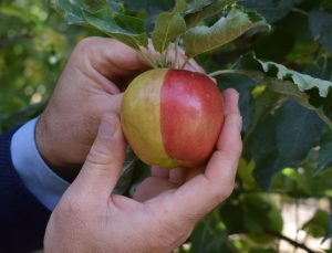 Karaman’da sarı kırmızı elma görenleri şaşırtıyor
