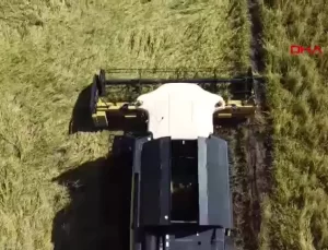 Kardeşlerden Çeltik Üretimi Örneği