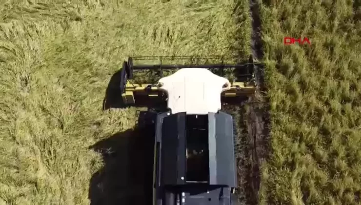 Kardeşlerden Çeltik Üretimi Örneği