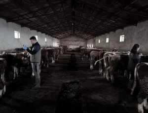 Kars’ta Şap Aşılaması Başarıyla Devam Ediyor