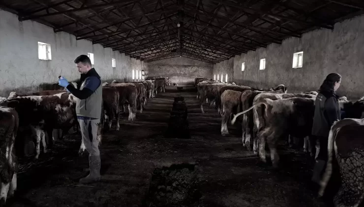 Kars’ta Şap Aşılaması Başarıyla Devam Ediyor