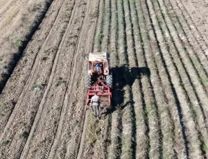 Kastamonu’da Patates Üretimi Artıyor: 25 Bin Ton Rekolte Bekleniyor