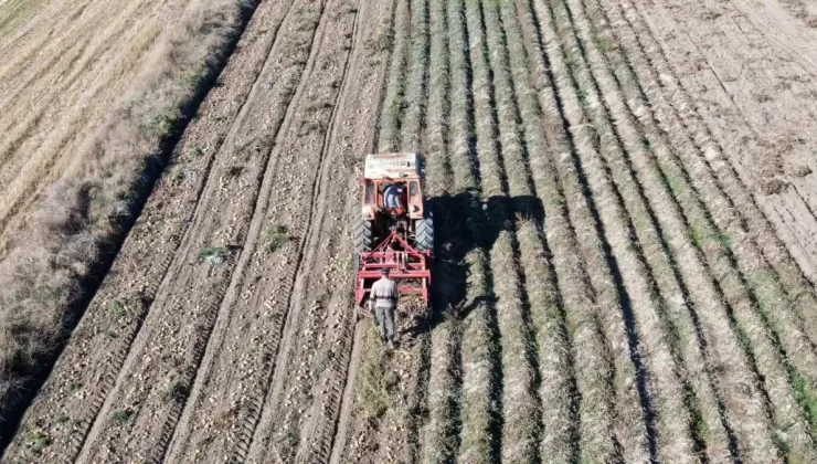 Kastamonu’da Patates Üretimi Artıyor: 25 Bin Ton Rekolte Bekleniyor