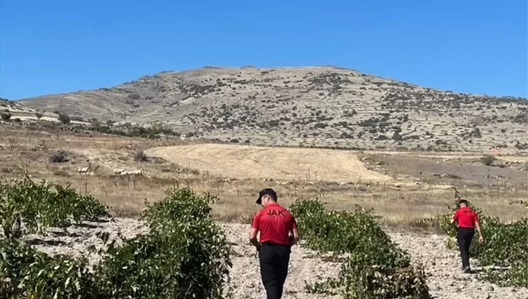Kaybolan 8 Hayvan Bulundu