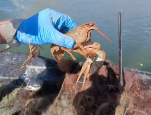 Kayseri’de Hayalet Ağ ve Tuzak İmhası