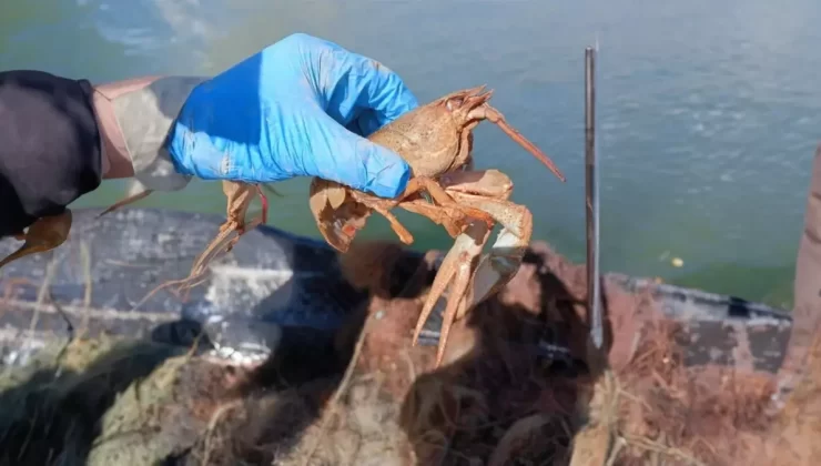 Kayseri’de Hayalet Ağ ve Tuzak İmhası