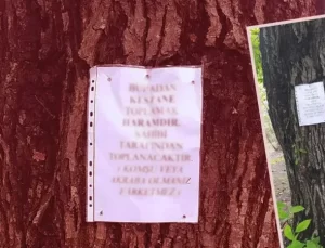 Kestane ağacına şer-i uyarı! Öyle bir yazı astı ki kimse elini sürmeye cesaret edemez!
