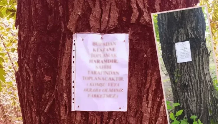 Kestane ağacına şer-i uyarı! Öyle bir yazı astı ki kimse elini sürmeye cesaret edemez!