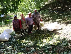 Kestane Hasadı Erken Başladı