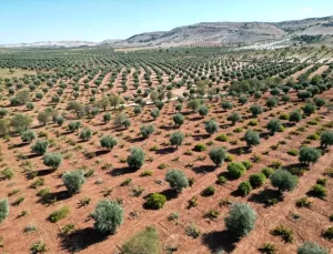 Kilis’te Erken Hasat Zeytin Coşkusu