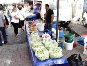Kırma Yeşil Zeytin Sezonu Başladı