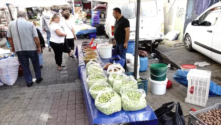 Kırma Yeşil Zeytin Sezonu Başladı