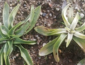 Kış mevsiminin şifa deposu toprakla buluştu: Göğsü yumuşatıyor, canlı ve dinç tutuyor