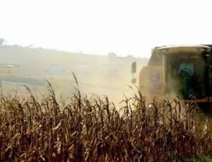 Kocaeli’de Çiftçiler Mısır Hasadına Başladı
