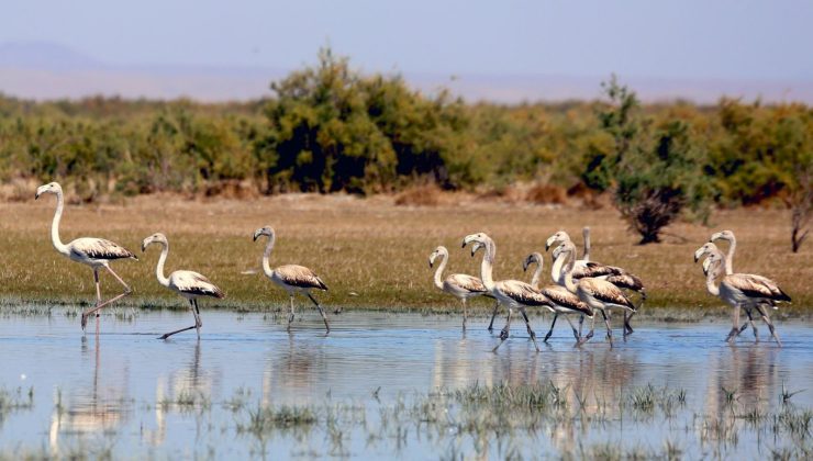 Konya’da flamingo yavruları göç yolculuğuna hazırlanıyor