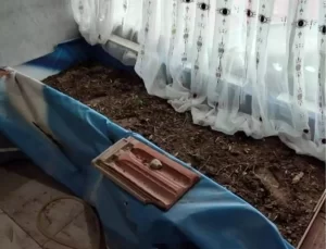 Konya’da Uyuşturucu Serası Baskını