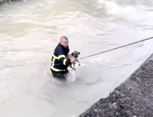 Köpek İtfaiye Ekipleri Tarafından Kurtarıldı