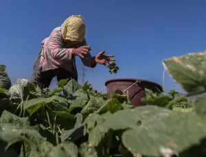 Kornişon Turşusu İhracatı Artıyor