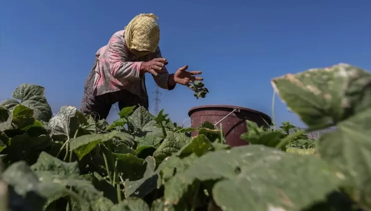 Kornişon Turşusu İhracatı Artıyor