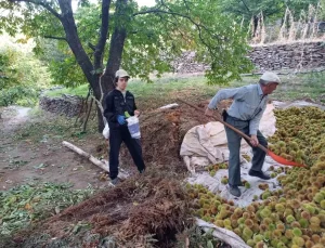 Köşk’te Kestane Hasadı Başladı
