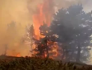Koyulhisar’da Orman Yangını