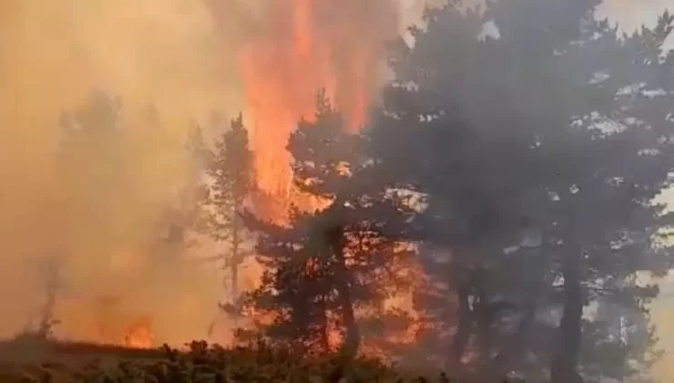 Koyulhisar’da Orman Yangını