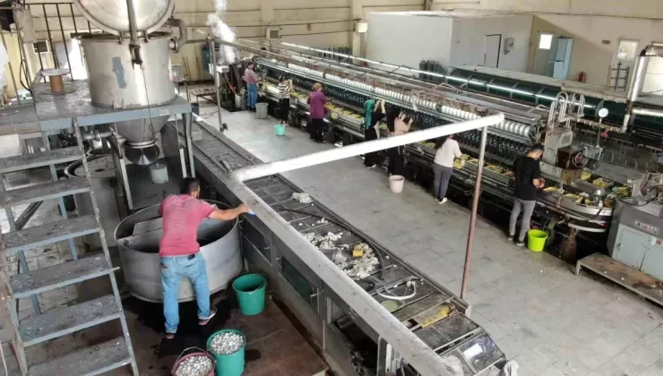Kulp’ta İpek Ameliyat İpliği Üretimi Başladı